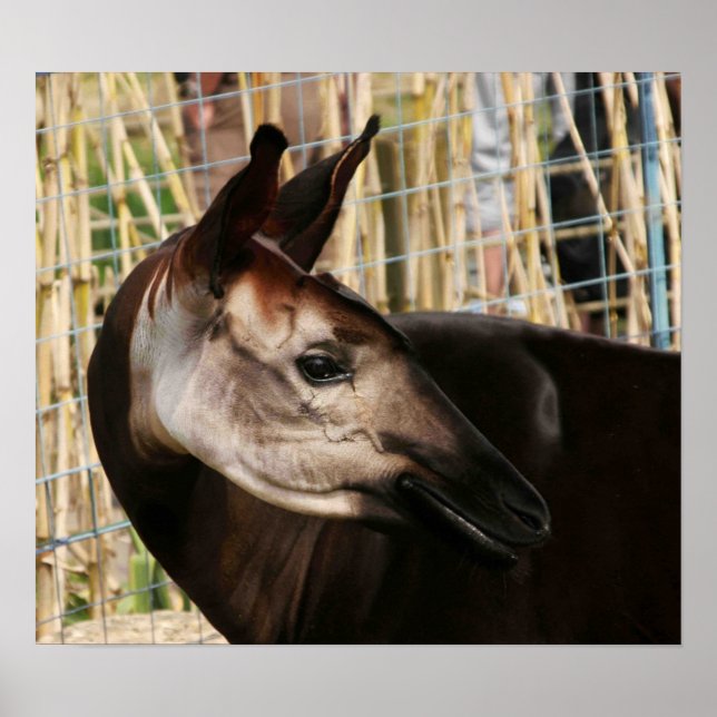 Poster Okapi (Devant)
