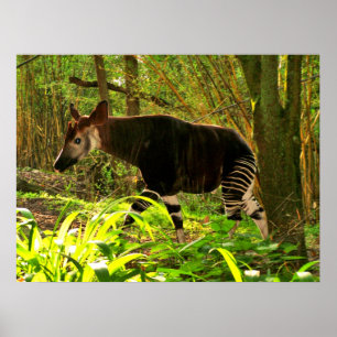 Poster Okapi d'Afrique