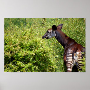 Poster Okapi in the vegetation