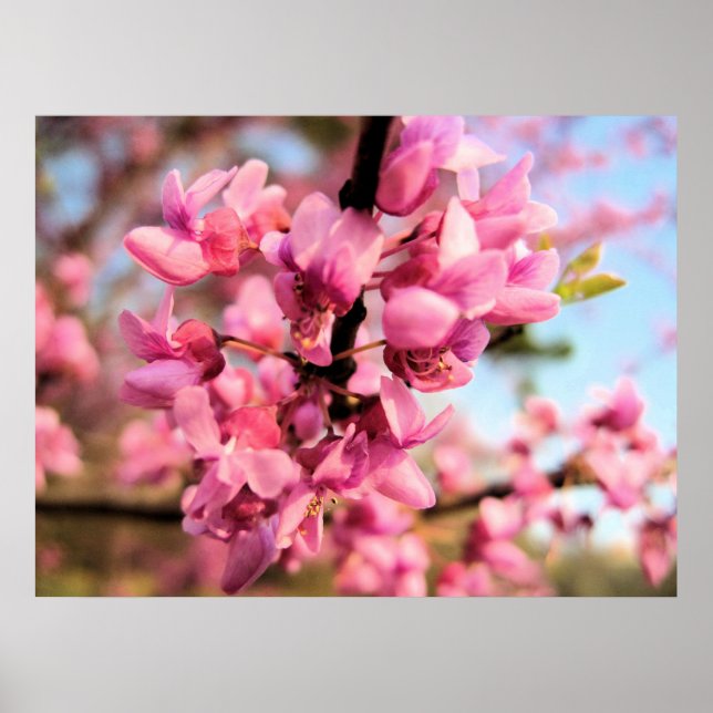 Poster Oklahoma Redbud Print (Devant)