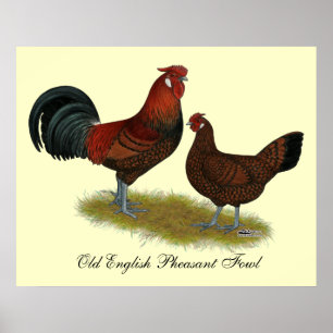 Poster Old Anglais Pheasant Fowl
