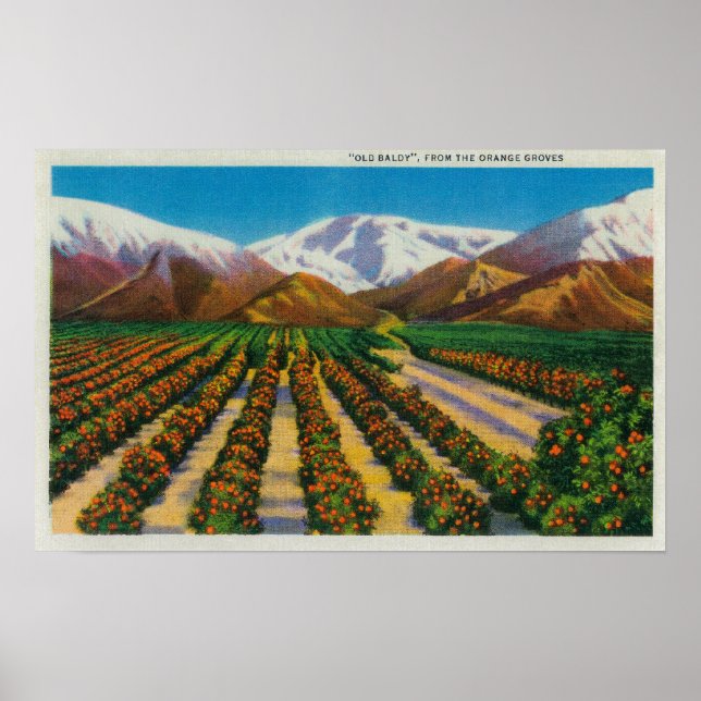 Poster Old Baldy Mountain depuis les Orange Groves (Devant)