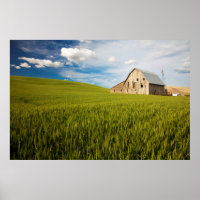 Old Barn Surrounded by Spring Wheat Field 2