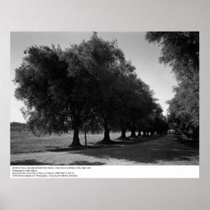Poster Old Olive Trees, Université de Californie, Davis
