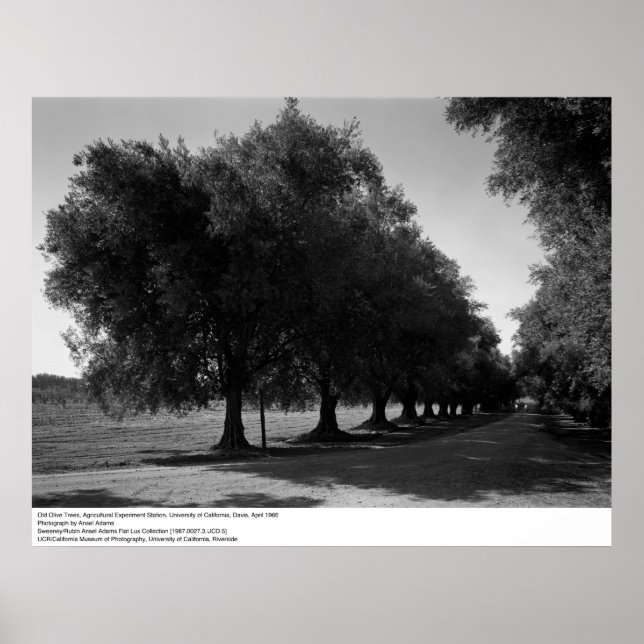 Poster Old Olive Trees, Université de Californie, Davis (Devant)