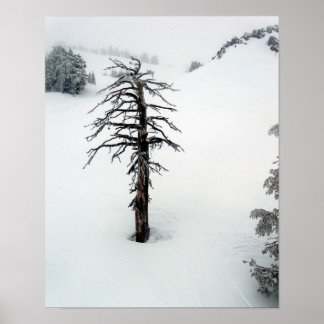 Poster Old tree at Mt. Bachelor