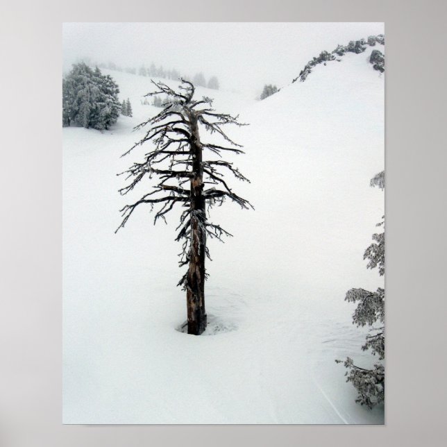 Poster Old tree at Mt. Bachelor (Devant)