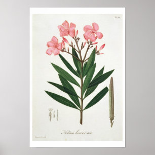 Poster Oléandre de "Phytographie Medicale" par le RO de