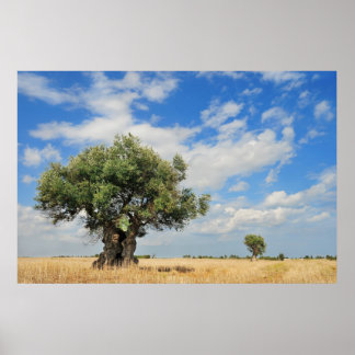 Poster Olive