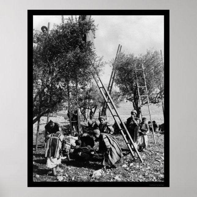 Poster Olive Harvest Palestine 1886 (Devant)