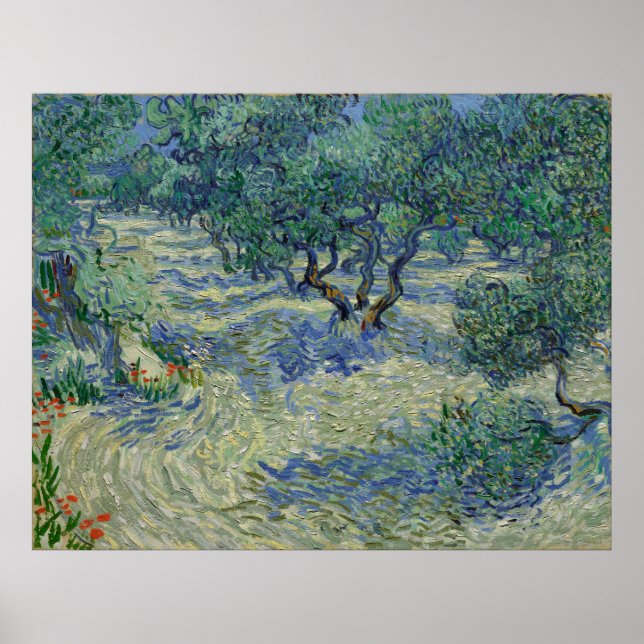 Poster Olive Orchard par Vincent Van Gogh (Devant)