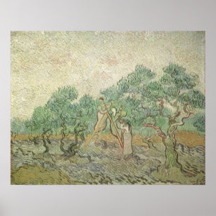 Poster Olive Picking by Vincent van Gogh, Vintage Art
