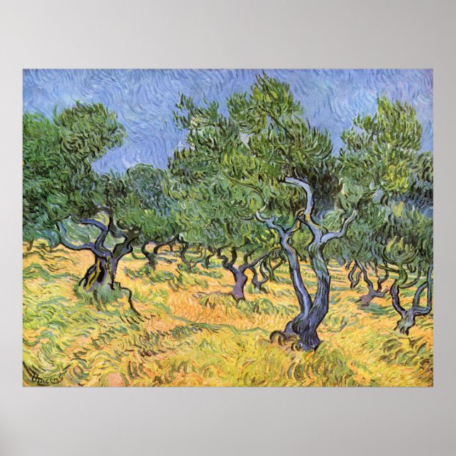 Poster Olive Trees par Vincent van Gogh (Devant)