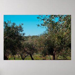 Poster Oliviers dans le paysage des Pouilles en automne. 