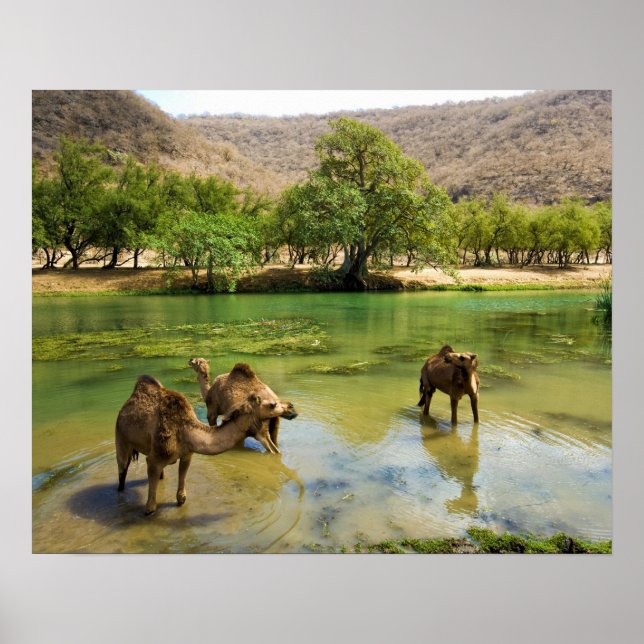 Poster Oman, Wadi darbat (Devant)