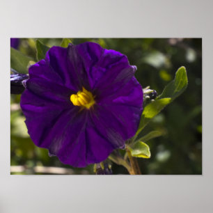 Poster Ombre de minuit