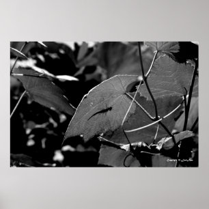 Poster Ombre des sauterelles