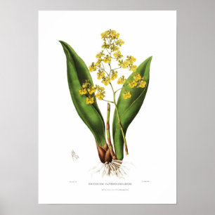 Poster Oncidium cavendishianum par Miss S A Drake.