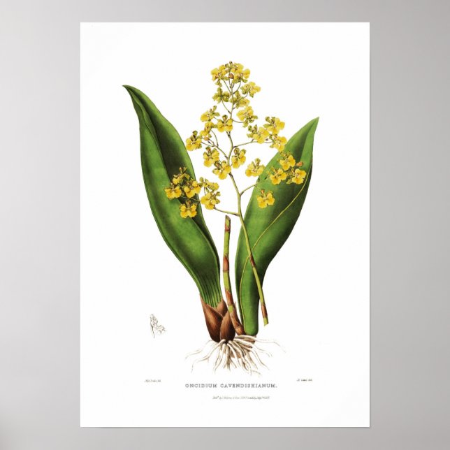 Poster Oncidium cavendishianum par Miss S A Drake. (Devant)