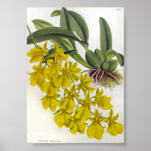 Poster Oncidium Concolor Vintage Lindenia Orchidées