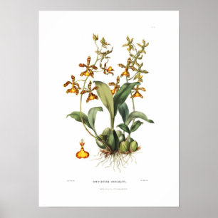 Poster Oncidium insleayi par Miss Drake.