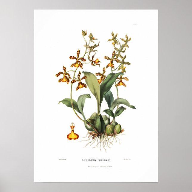 Poster Oncidium insleayi par Miss Drake. (Devant)
