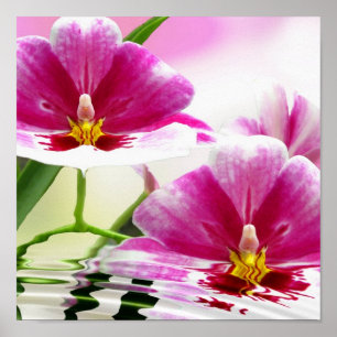 Poster Ondulation d'Orchide