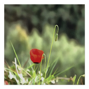 Poster One Poppy Artistic
