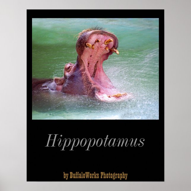 Poster Open de la Bouche Hippo (Devant)