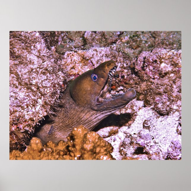 Poster Open Wide (Devant)