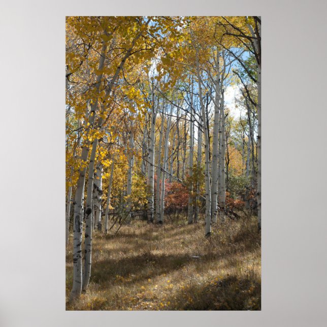 Poster Open Woods (Devant)