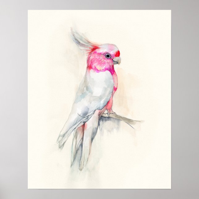 Poster Opera Cockatoo (Devant)