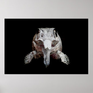 Poster Ophthalmosaurus