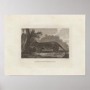 Poster Opossum, le pays de Van Diemen, Tasmanie