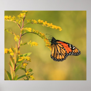 Poster Or de papillon de monarque