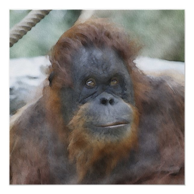 Poster Orang aquarelle (Devant)