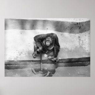 Poster Orang-outan