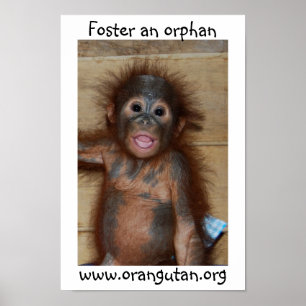 Poster Orang-outan orphelin de bébé