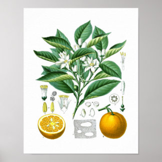 Poster Orange Agrumes Fruit Botanique Imprimer n° 1 Wall 