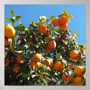 Poster orange, agrumes, fruits, frais, tranche, nourritur