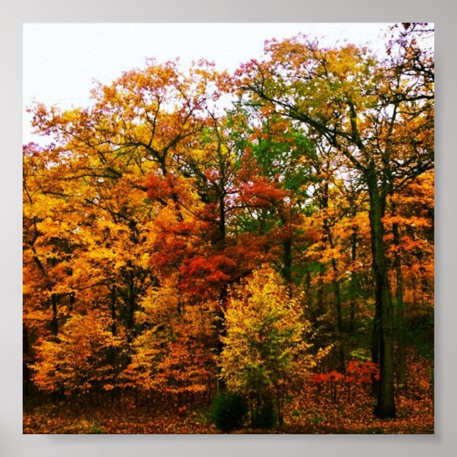 Poster Orange arbres d'automne (Devant)