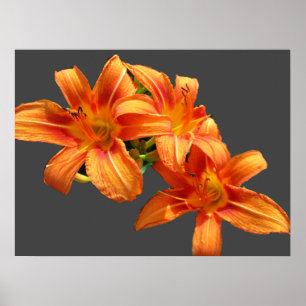POSTER ORANGE ASIATIQUE LILY