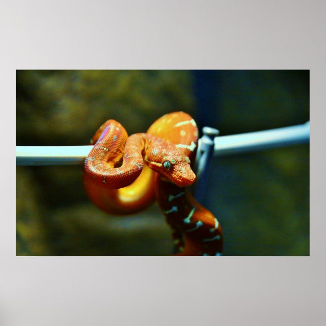 Poster Orange Ball Python (Devant)