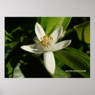 Poster Orange Blossom