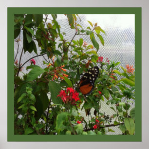 POSTER ORANGE BUTTERFLY