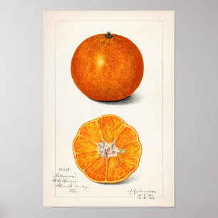 Poster Orange (Citrus Sinensis) par Amanda Almira Newton