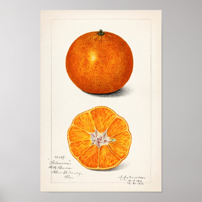 Poster Orange (Citrus Sinensis) par Amanda Almira Newton (Devant)