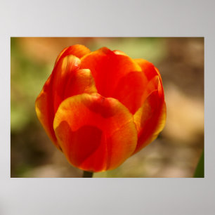 Poster Orange de tulipe