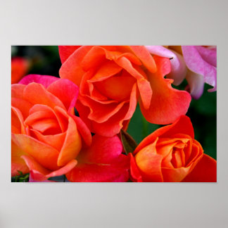 Poster Orange en tanières