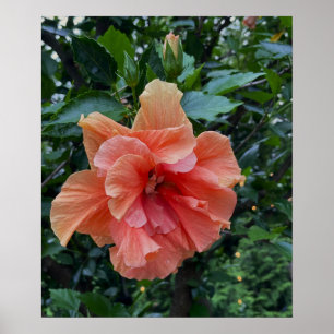 Poster Orange Flower Photo